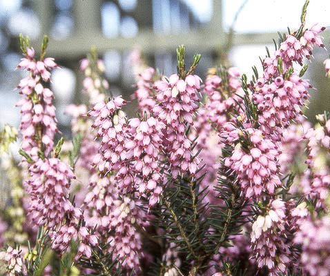 Erica × darleyensis (Darley Dale Heath)