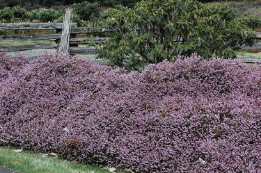 Erica x darleyensis