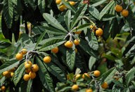Eriobotrya japonica