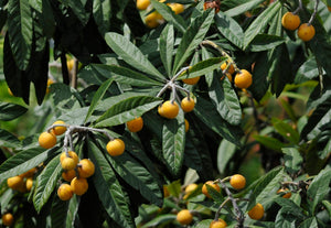 Eriobotrya japonica, loquat, bold leathery evergreen leaves and clusters of ripe orange fruit.