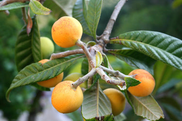 Eriobotrya japonica