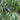 Eucommia ulmoides, hardy rubber tree, dark glossy elm-like leaves with strongly marked veins