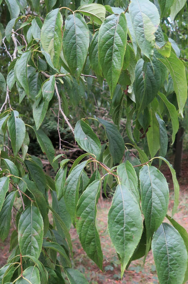 Eucommia ulmoides, hardy rubber tree, dark glossy elm-like leaves with strongly marked veins