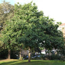Eucommia ulmoides, hardy rubber tree, upright trunk and rounded crown of a mature specimen in leaf