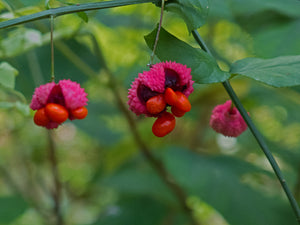 Euonymus americanus, American strawberry bush, warty scarlet capsules split open to show orange-red seeds.