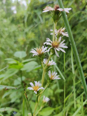 Eurybia spinulosa (pineland aster), stiff grass-like clump with inch-wide lavender-purple daisies and yellow centers