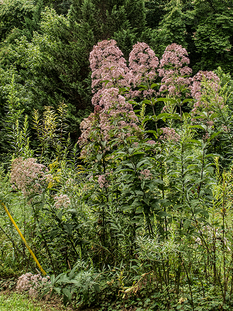 Eutrochium fistulosum