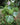 Exbucklandia populnea, a rare broadleaf evergreen tree offered by Woodlanders.