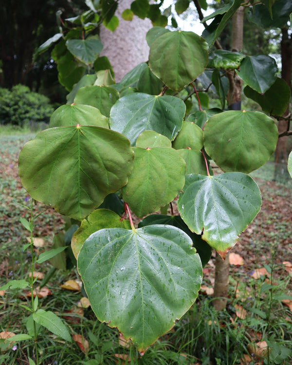 Exbucklandia populnea
