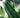 Aspidistra elatior "Variegata"