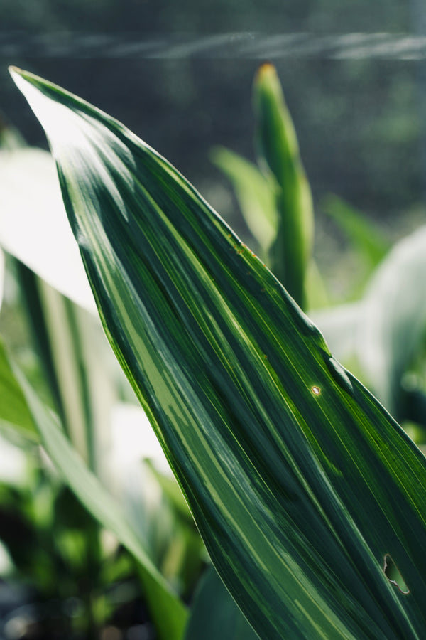Aspidistra elatior 'Variegata'