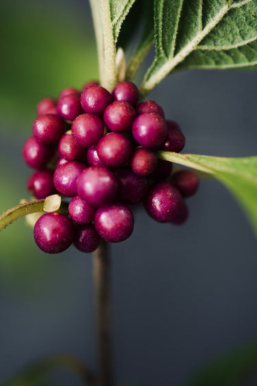 Callicarpa americana