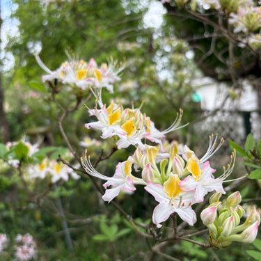 Rhododendron x Pastel "Casille"