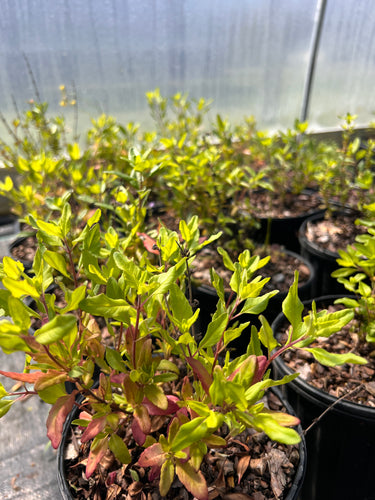 Clinopodium georgianum