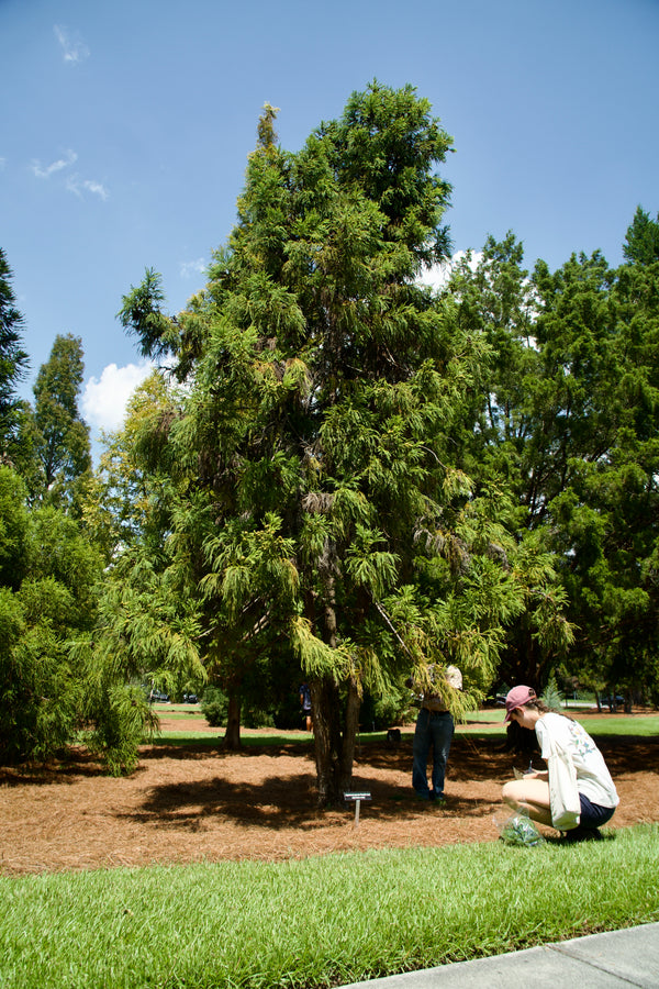Cryptomeria japonica 'Barabits Gold'