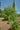 Ilex paraguariensis, yerba mate, an evergreen tree offered by Woodlanders.