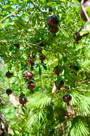 Punica granatum 'Eight Ball', pomegranate, a fruiting shrub offered by Woodlanders.