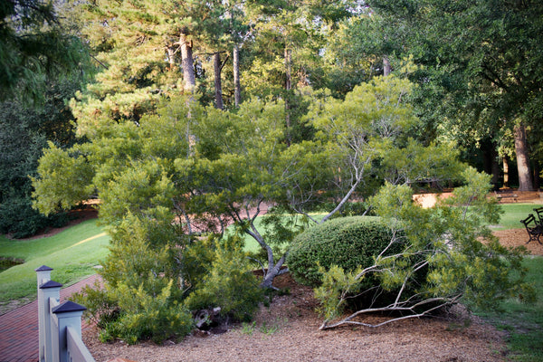 Myrica cerifera 'Emperor'