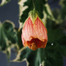 Abutilon pictum 'Souvenir de Bonn' from the front