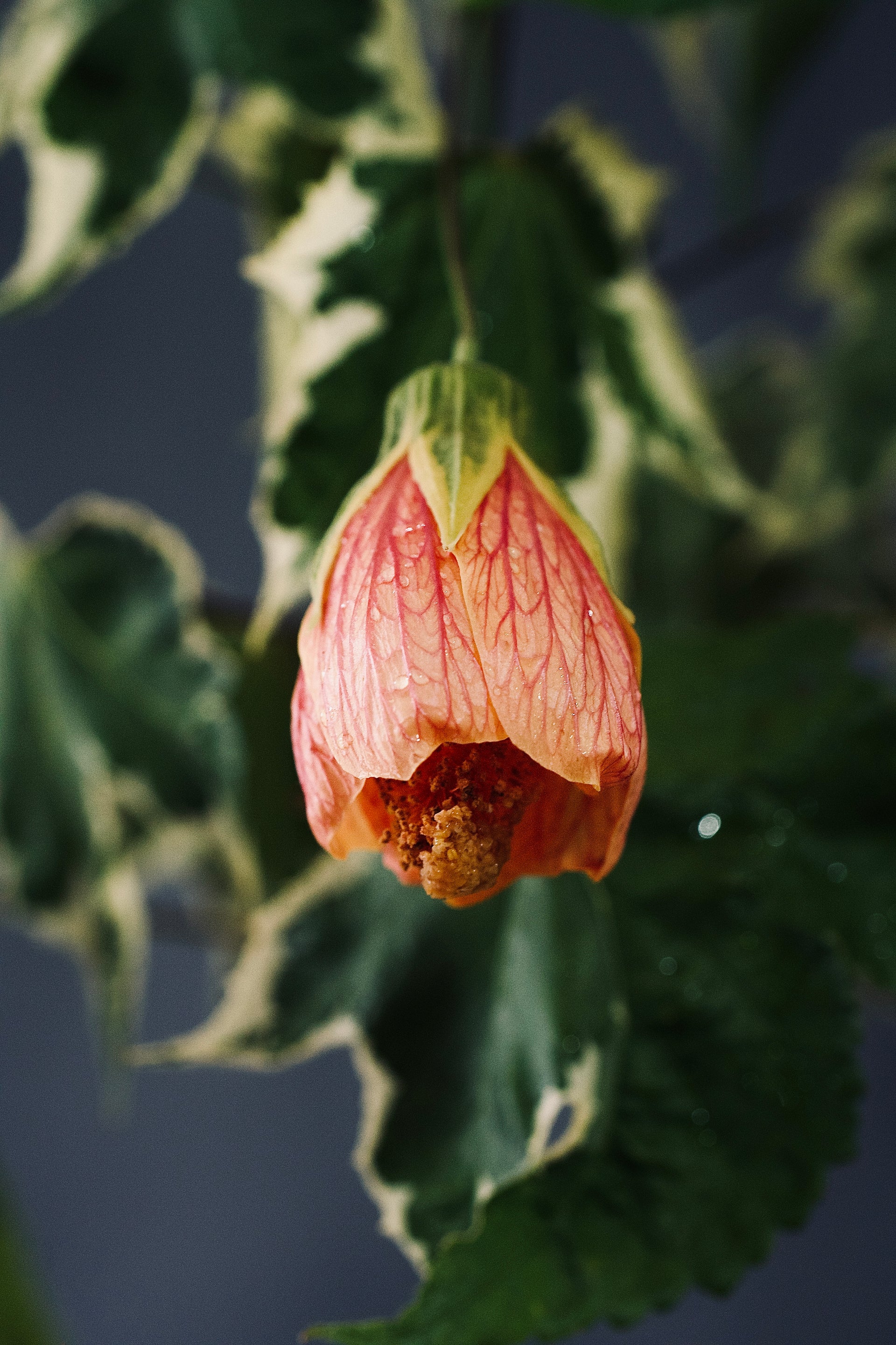 Abutilon pictum 'Souvenir de Bonn' – Variegated Flowering Shrub –  Woodlanders