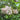 Rhododendron arborescens