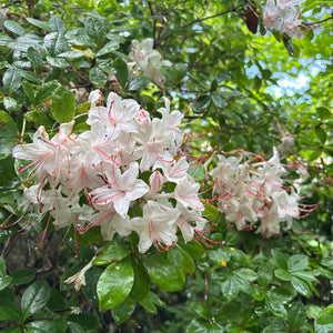 Rhododendron arborescens