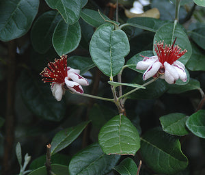 Acca sellowiana pineapple guava flower, fleshy white petals around a boss of crimson stamens