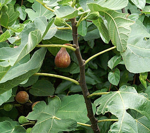 Celeste fig (Ficus carica 'Celeste'), purplish-brown figs with a closed eye among deeply lobed green leaves