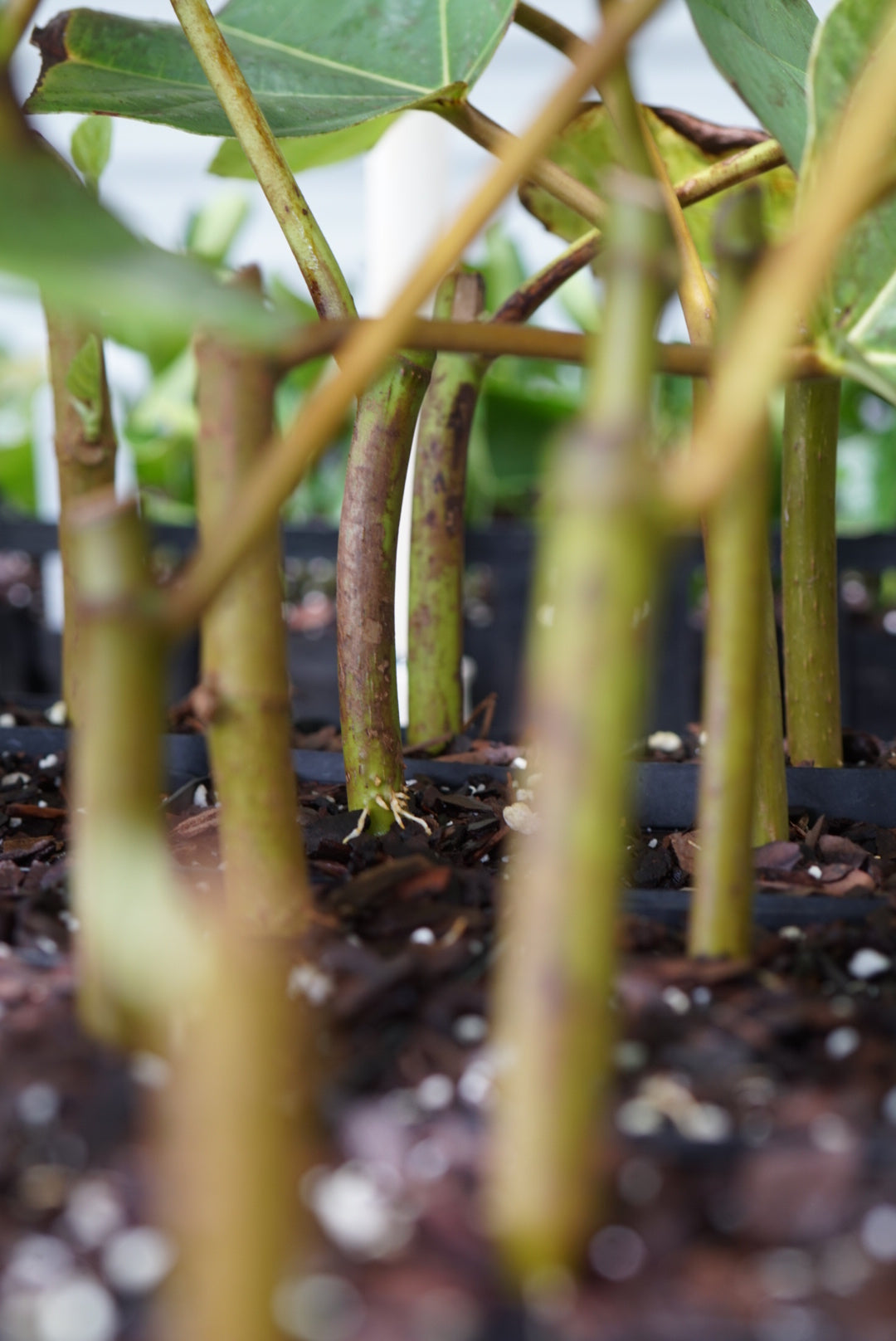 Close-up of a plant with green and brown stems growing in a black plastic planter filled with soil and small white perlite pieces.
