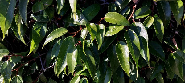 Ficus nipponica