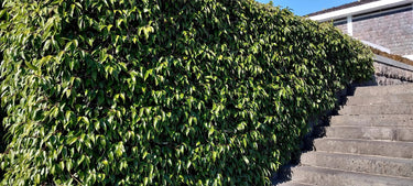 Ficus nipponica, an evergreen climbing fig offered by Woodlanders.
