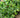 Ficus pumila