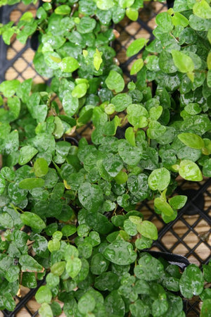 Creeping fig (Ficus pumila) sheeting a wall with small heart-shaped juvenile leaves