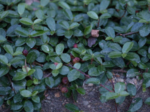 Ficus vaccinioides (blueberry-leaf fig), small glossy obovate leaves forming a low evergreen carpet