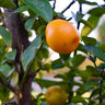 Fortunella obovata 'Changshou', Changshou kumquat, round orange fruit on a glossy evergreen citrus.