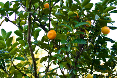 Fortunella obovata 'Changshou', Changshou kumquat, ripe orange kumquats among broad rounded leaves.