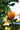 Fortunella obovata 'Changshou', Changshou kumquat, potted compact evergreen citrus with fruit.