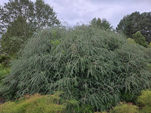Forestiera angustifolia 'Weeping'