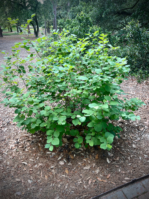 Fothergilla × intermedia 'Sea Spray'