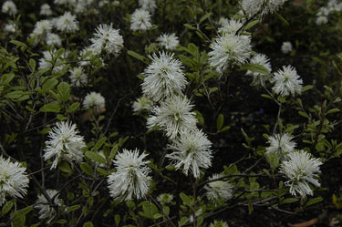 Fothergilla gardenii ‘Blue Mist’