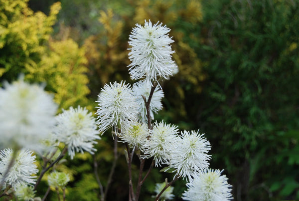 Fothergilla gardenii ‘Blue Mist’