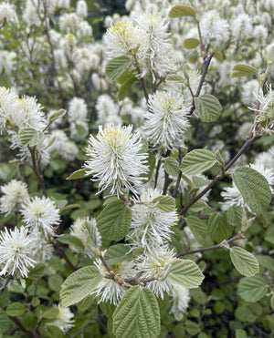 Fothergilla gardenii