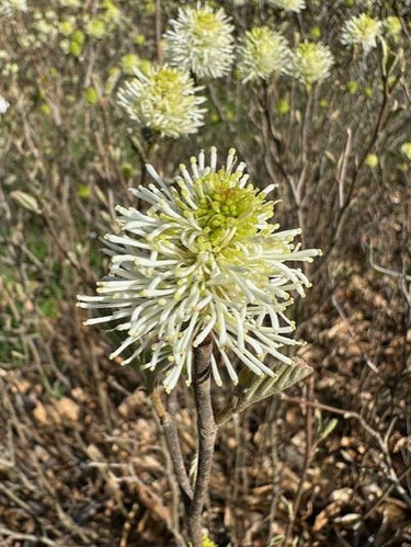Fothergilla × intermedia 'Sea Spray'