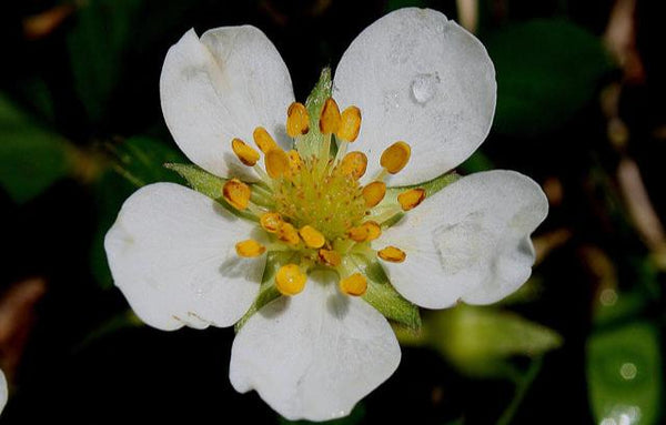 Fragaria virginiana