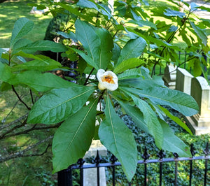 Franklinia alatamaha (Franklin tree), white camellia-like flower with golden stamens