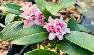 Daphne odora, Winter Daphne, fragrant rose-pink late-winter flower clusters