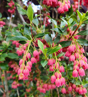 Enkianthus campanulatus 'Rubrum', redvein enkianthus, clusters of deep red bell-shaped spring flowers.