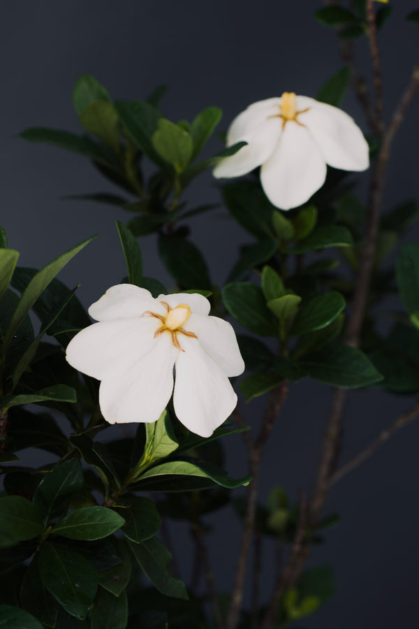 Gardenia jasminoides 'Kleim's Hardy'
