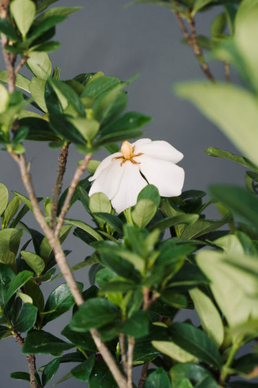 Gardenia jasminoides 'Kleim's Hardy'