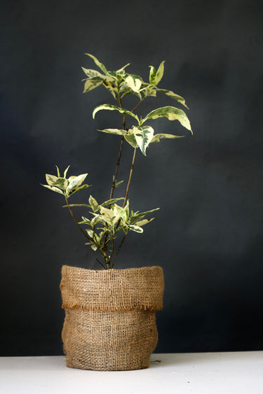 Gardenia sp. 'Variegata'